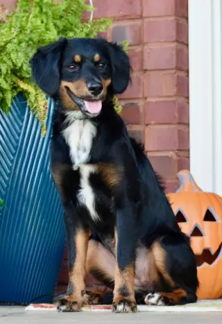 BAILEY GIRL