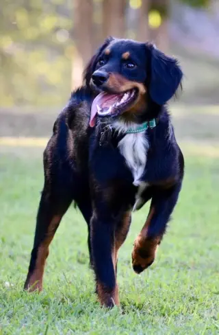 BAILEY GIRL