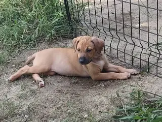 Daisy