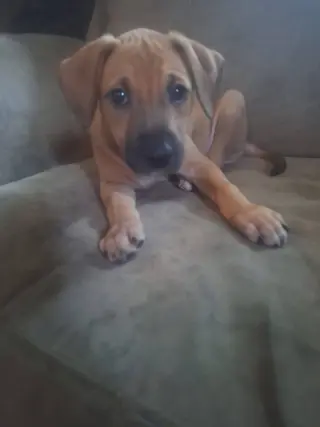Daisy
