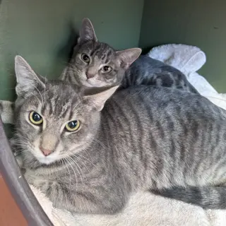 Frito & Dorito