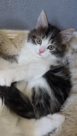 Sophie