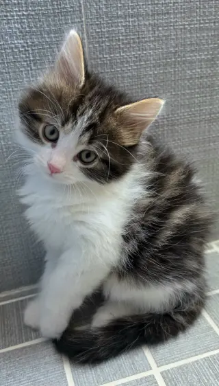 Sophie