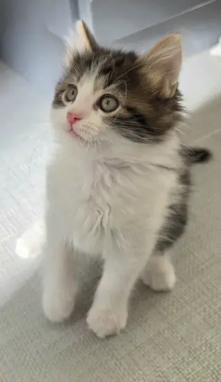 Sophie