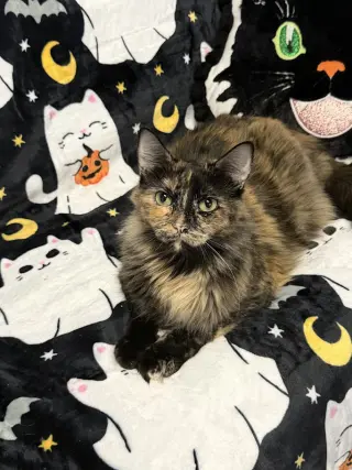Diva
