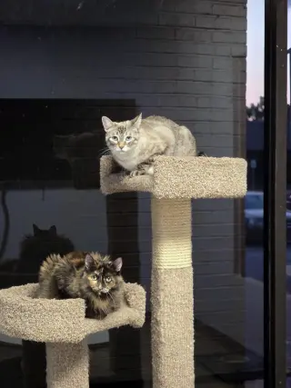 Diva