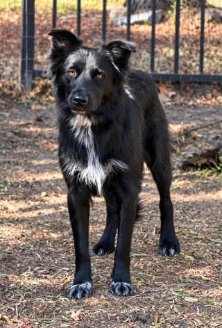 Mindi