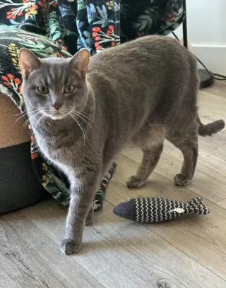 Alfie