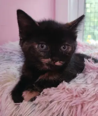 Pistachio  * IN FOSTER *