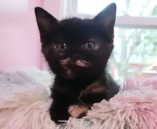 Pistachio  * IN FOSTER *