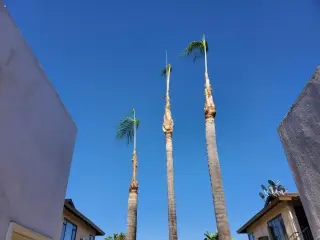 Poda de Árboles y Jardines