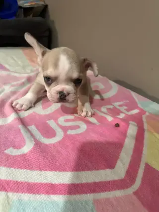🐶 FRENCH BULLDOG EN VENTA! 💕🐾