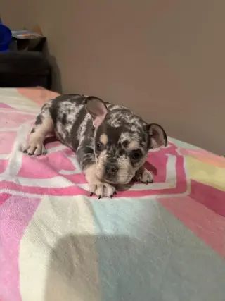 🐶 FRENCH BULLDOG EN VENTA! 💕🐾