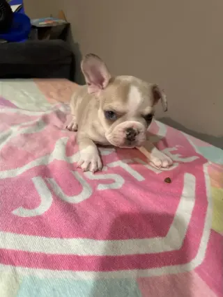🐶 FRENCH BULLDOG EN VENTA! 💕🐾
