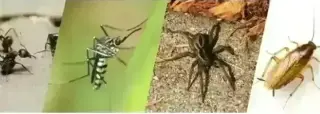 PIÑAS PEST CONTROL🦟🐀🐛