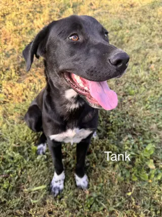 Tank Dot