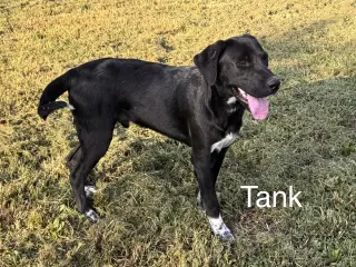 Tank Dot