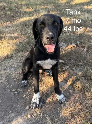 Tank Dot