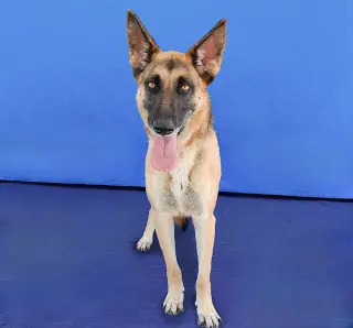 ROSIE