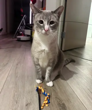 Simba