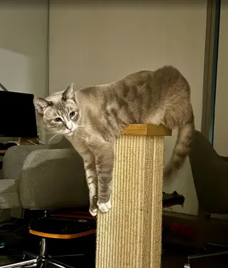 Simba