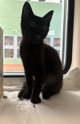 NEOW NEOW