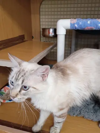 Linx