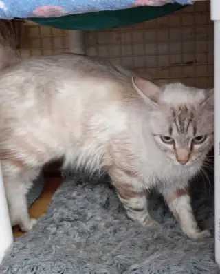 Linx