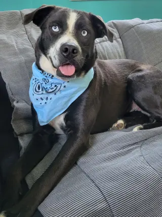 Blue Eyes