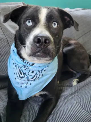Blue Eyes