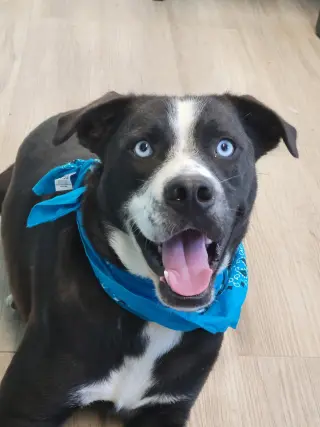 Blue Eyes