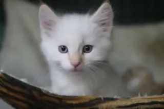 Katsitsi