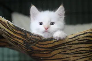 Katsitsi