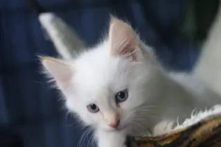 Katsitsi