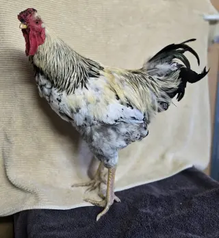 Francisco