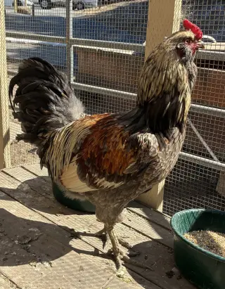 Enzo