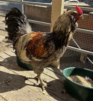 Enzo