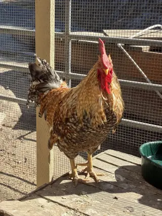 Enrique