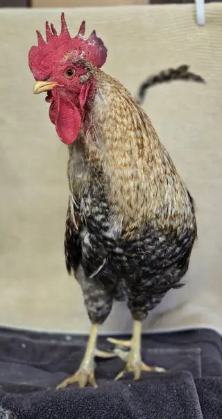 Enrique