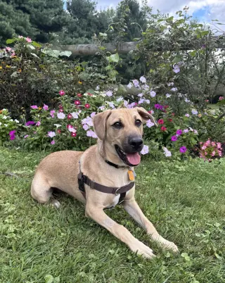 Charlie