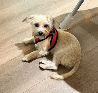 Penny