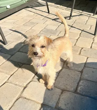 Penny