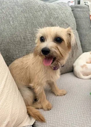 Penny