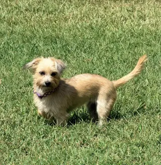 Penny