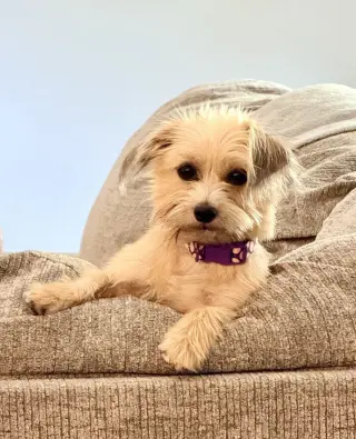 Penny