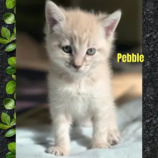 Pebble