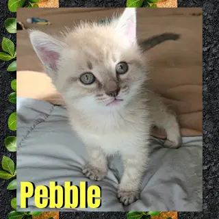 Pebble