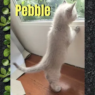Pebble