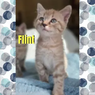 Flint