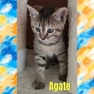 Agate